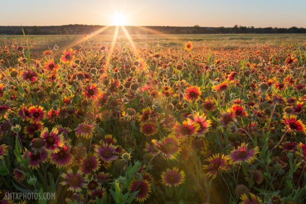 Sunset over a field of gaillardias in San Marcos, TX