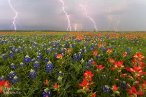 Lightning over a field of bluebonnets in San Marcos, TX